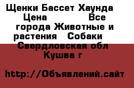 Щенки Бассет Хаунда  › Цена ­ 25 000 - Все города Животные и растения » Собаки   . Свердловская обл.,Кушва г.